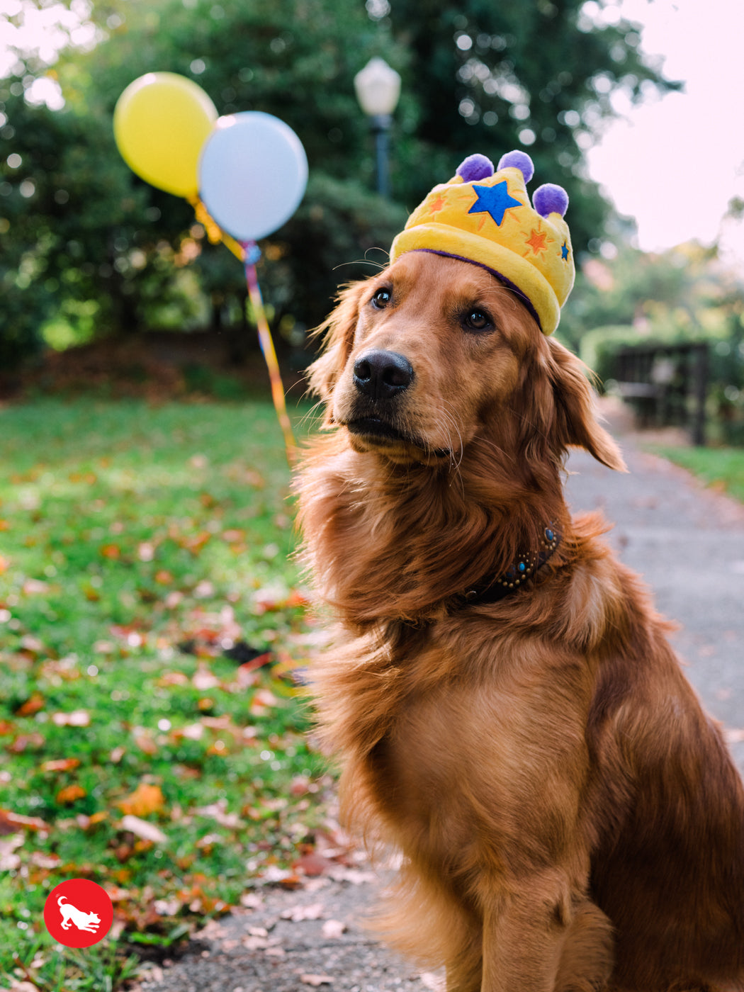 Canine crown plush toy