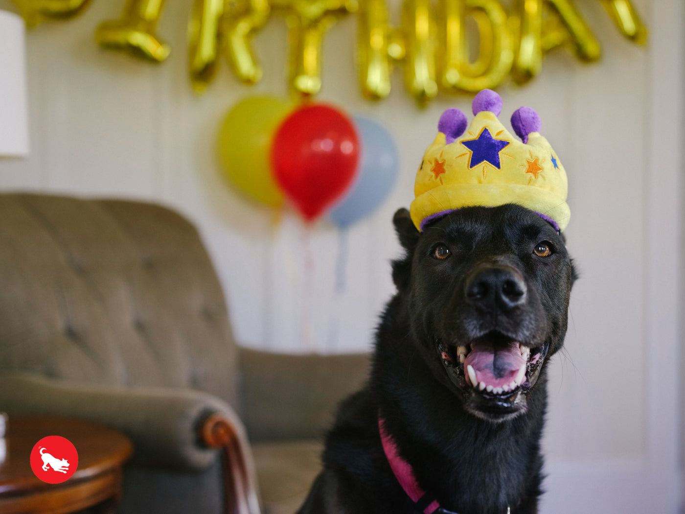 Canine crown plush toy