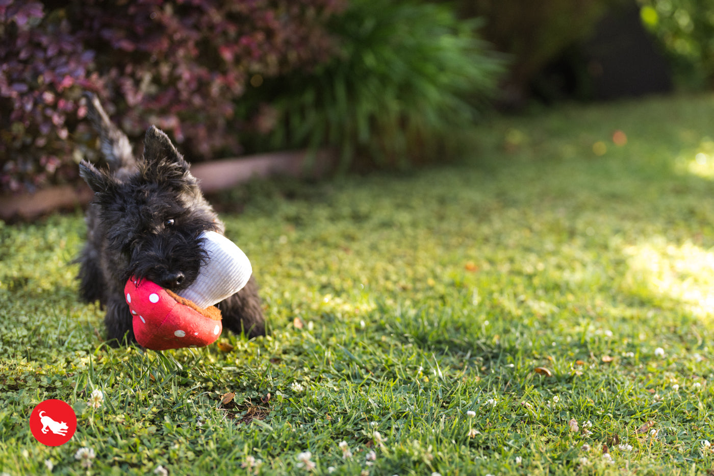 "Mutt’s Mushroom"
