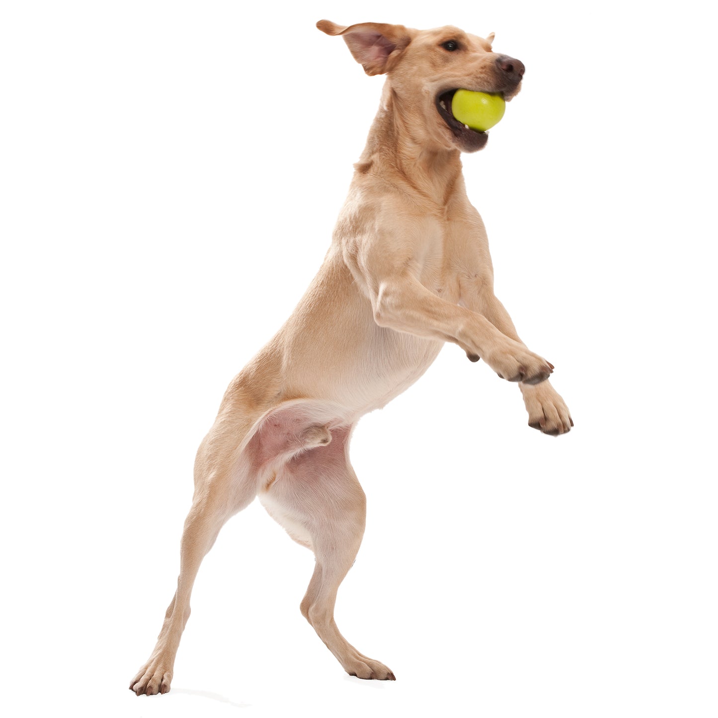 Jive Eco-friendly Ball