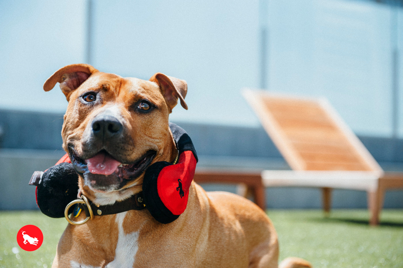 "Howling Hound Headphones"