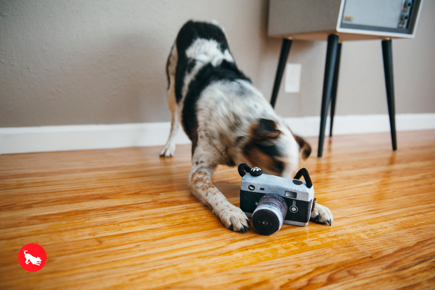 "Lens Licker Camera"