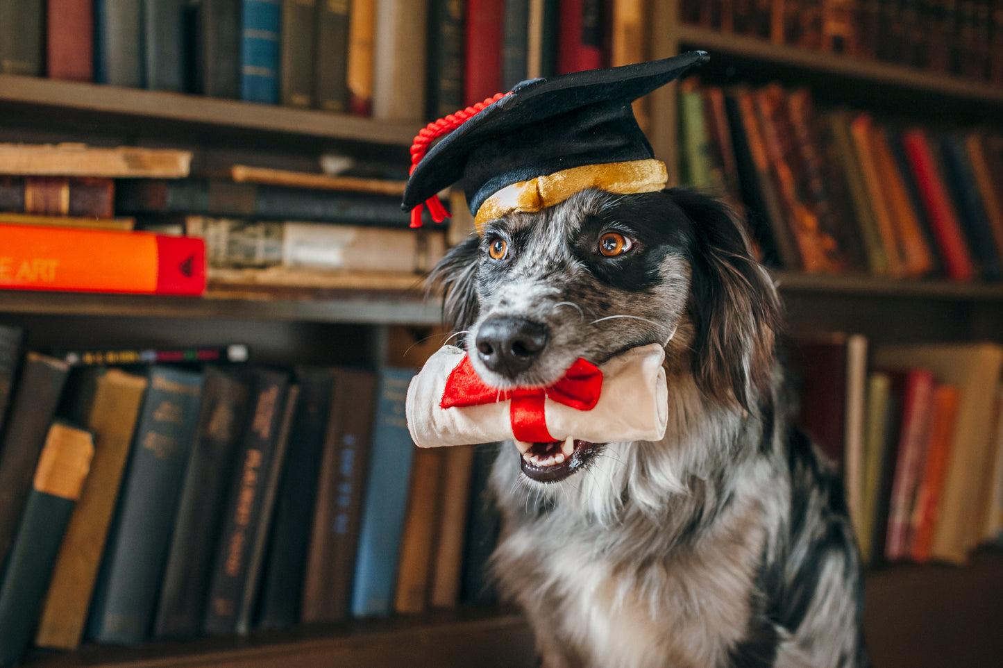 "K9 scholar" hat & diploma